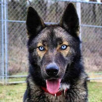 Belgian Malinois x Husky Mix